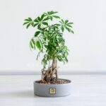 بونسای شفلرا بسیار زیبا است.