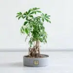 بونسای شفلرا بسیار زیبا است.