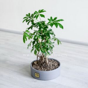 بونسای شفلرا بسیار کوچک است.