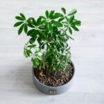 برگ های بونسای شفلرا زیبایی آن است.