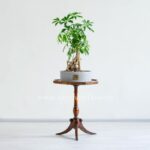 بونسای شفلرا ابعاد کوچکی دارد.