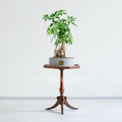 بونسای شفلرا ابعاد کوچکی دارد.