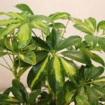 گلدان آپارتمانی بونسای شفلرا - Image 11