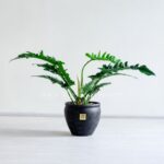 گلدان آپارتمانی فیلدندرون کوچک با گلدان مشکی