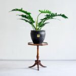 نمای کلی گلدان آپارتمانی فیلدندرون کوچک روی پایه