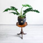 گلدان آپارتمانی فیلدندرون کوچک روی پایه