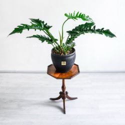گلدان آپارتمانی فیلدندرون کوچک روی پایه