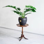 گلدان آپارتمانی فیلدندرون کوچک روی پایه از نمای گوشه