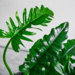 برگ های گلدان آپارتمانی فیلدندرون کوچک