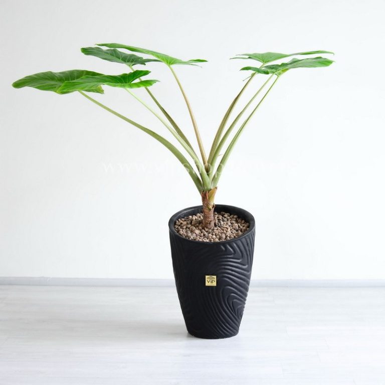 بابا آدم غول پیکر ابعاد بسیار بزرگی دارد.