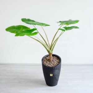 گلدان آپارتمانی بابا آدم غول پیکر بسیار زیبا است.