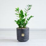 زاموفیلیا متوسط بسیار زیبا است.