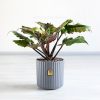 فیلودندرون کنگره ای بلک برای نگهداری در منزل خوب است.