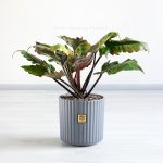 فیلودندرون کنگره ای بلک برای نگهداری در منزل خوب است.
