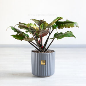 فیلودندرون کنگره ای بلک برای نگهداری در منزل خوب است.