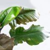 فیلودندرون کنگره ای بلک برای تزئین خانه مناسب است.