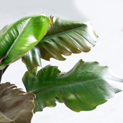 فیلودندرون کنگره ای بلک برای تزئین خانه مناسب است.