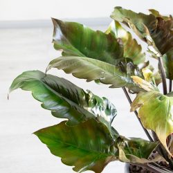 فیلودندرون کنگره ای بلک زیبا و مقاوم است.