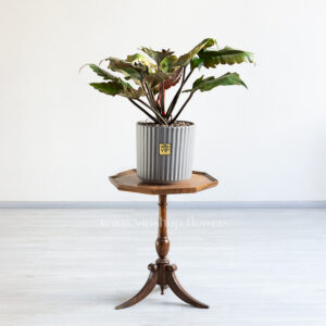 فیلودندرون کنگره ای بلک برگ های سبز زیبایی دارد.