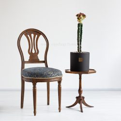کاکتوس لاکتی پیوندی برای نگهداری در منزل گزینه خوبی است.