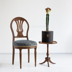 کاکتوس لاکتی پیوندی برای نگهداری در منزل گزینه خوبی است.