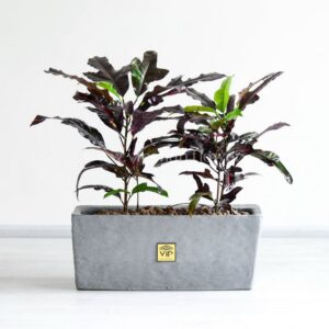 باکس کروتون پارمرغی بلک برای زیباتر شدن دیزاین منزل شما مناسب است.