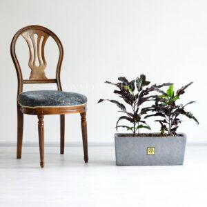 باکس کروتون پامرغی بلک پر طرفدار است.