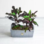 باکس کروتون پامرغی بلک دارای برگ های رنگی زیبا است.