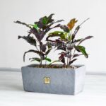 کروتون پامرغی بلک با باکس مستطیلی خیره کننده است.