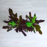 برگ های جذاب کروتون پامرغی بلک مقاوم است.