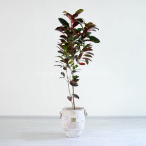 گلدان آپارتمانی کروتون الوان با گلدان سرامیکی