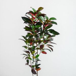 گلدان آپارتمانی کروتون الوان با زیبایی چشم نواز