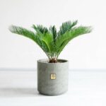 سیکاس کوچک برای تمام خانه ها مناسب است.