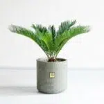 سیکاس کوچک برای تمام خانه ها مناسب است.