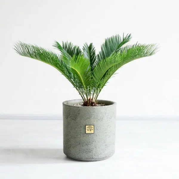 سیکاس کوچک برای تمام خانه ها مناسب است.