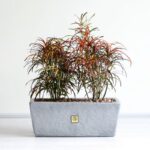 باکس کروتون رشته ای با برگ های جذاب رنگی بی‌نظیر است.