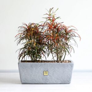 باکس کروتون رشته ای با برگ های جذاب رنگی بینظیر است.