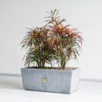 ابعاد باکس کروتون رشته ای مناسب برای منزل است.