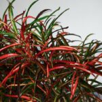 برگ های کروتون رشته ای حیرت انگیز است.