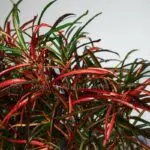 برگ های کروتون رشته ای حیرت انگیز است.