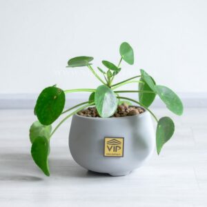 گیاه آپارتمانی پول چینی