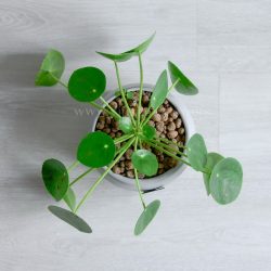 گیاه پیله آ و پول چینی