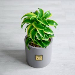 خرید گیاه دراسنا تورنادو