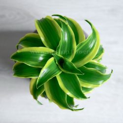 خرید گیاه آپارتمانی دراسنا تورنادو
