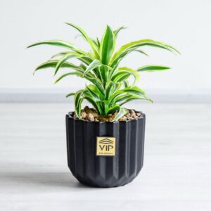 دراسنا سورپرایز سفید همراه با گلدان مشکی زیبا است.