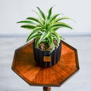 دراسنا سورپرایز سفید باعث زیباتر شدن دکوراسیون منزل میشود.