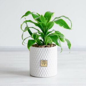 خرید و قیمت دراسنا دورادو