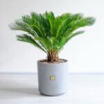 گیاه آپارتمانی سیکاس گیاهی تصفیه کننده است.