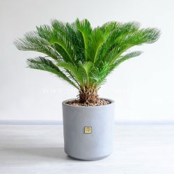 گیاه آپارتمانی سیکاس گیاهی تصفیه کننده است.