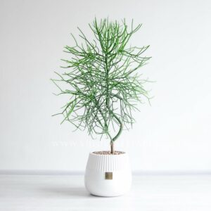 خرید گلدان آپارتمانی افوربیا تیروکالی